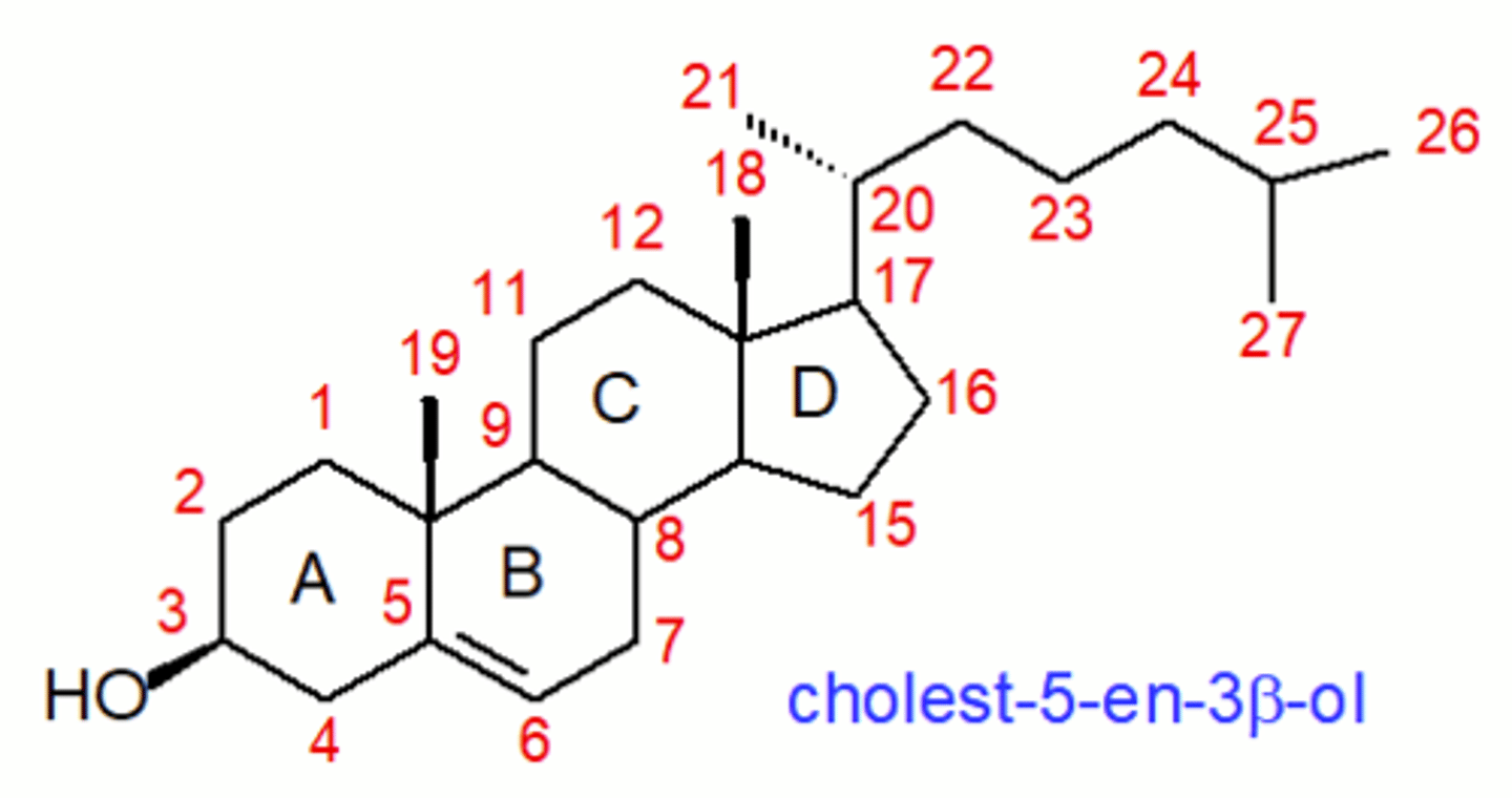 knowt flashcard image