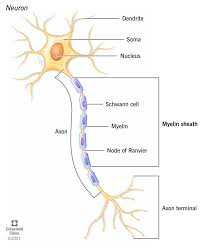 <p>Myelin Sheath </p>