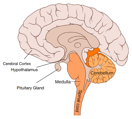 <p>Cerebral cortex <br>Cerebellum <br>Hypothalamus <br>Medulla within Brain stem </p>