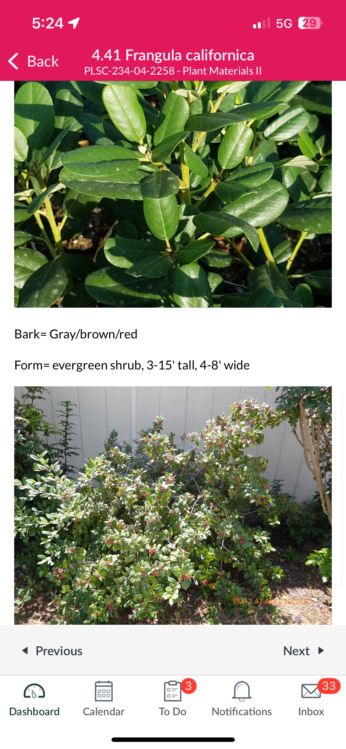 <p>Frangula californica</p>