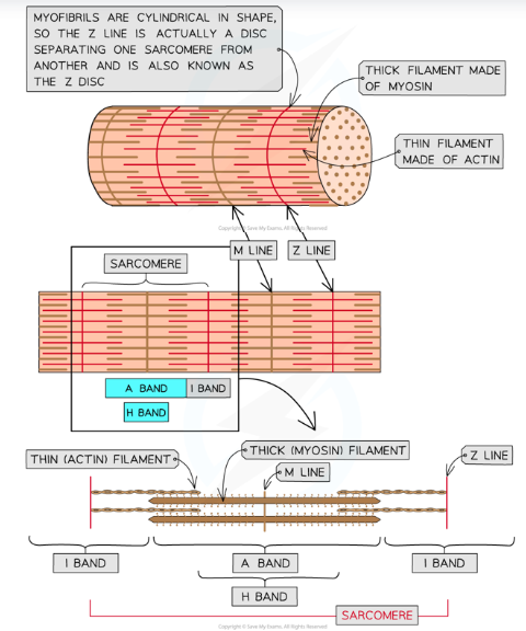 * Long cylindrical organelles made of two types of protein filament 
* Thick and thin filaments are arranged in a particular order, creating different types of bands and lines
* Located in sarcoplasm