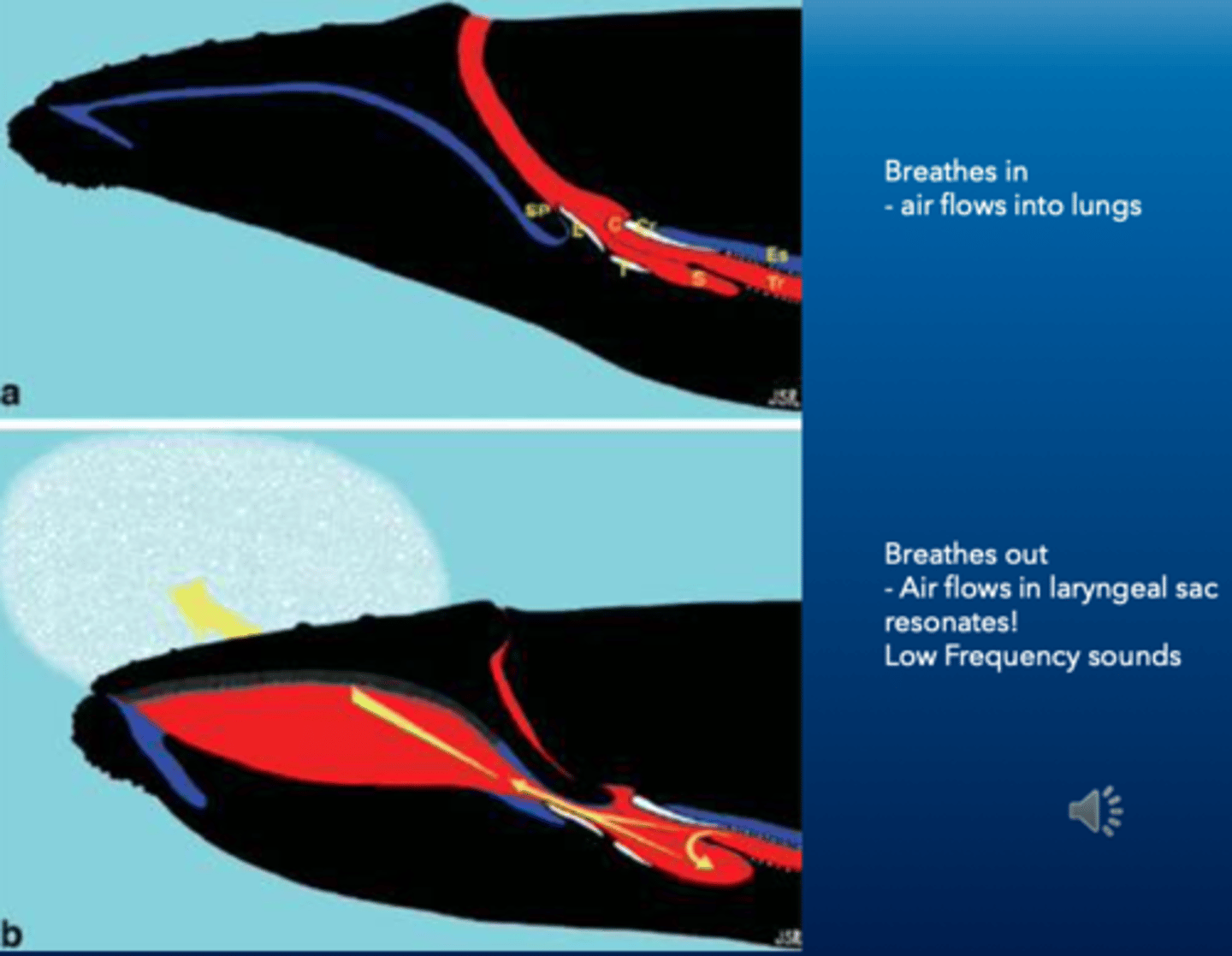 <p>Skull is modified to accommodate palatal baleen plates as a feeding adaptation</p><p>-&gt; Unusual Laryngeal Sac (Diverticulum) &amp; Nasal Passages as Resonator</p><p>-&gt; Auditory bullae of Mysticeti are wedged against the skull</p><p>-&gt; bone and soft tissue conduction of low-frequency sound</p><p>-&gt; Two blow holes</p>