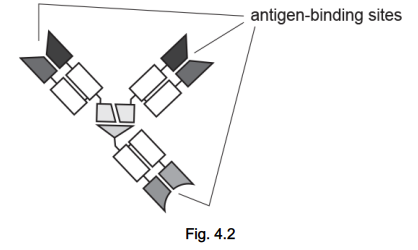 <p>DNL-Fab3, shown in Fig. 4.2, is an example of a synthetic antibody. </p><p> State two conclusions that can be drawn from Fig. 4.2 about the differences between the way DNL-Fab3 functions and the functioning of normal antibodies. (2)</p>