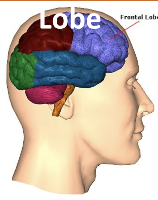 What is the function of the frontal lobe?