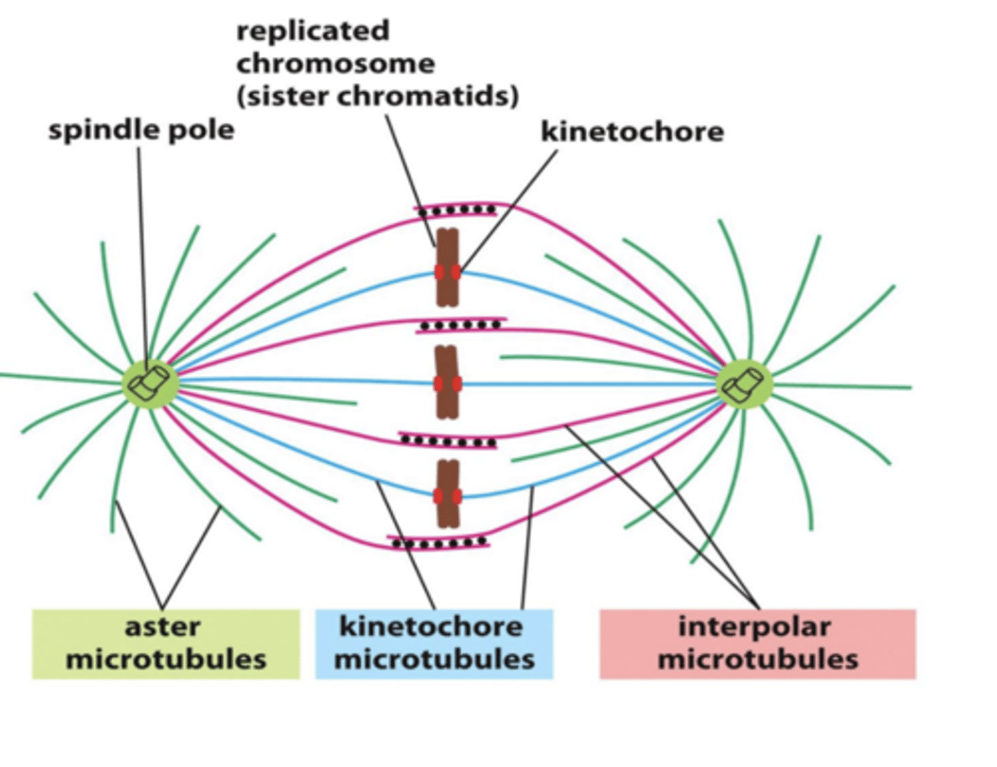 <p>- Astral</p><p>- Kinetochore</p><p>- Interpolar</p>