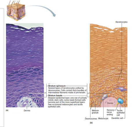 <p>Stratum Spinosum (prickly layer)  </p>