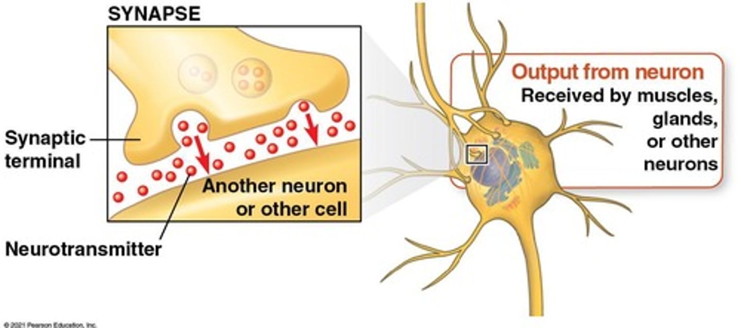 <p>The junction between a neuron and another cell.</p>