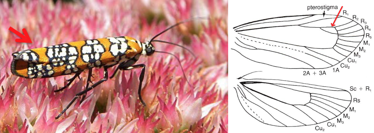 <ul><li><p><strong><em>Distinct brightly colored, orange with black-ringed white spots</em></strong></p></li><li><p><strong><em>Large-ish accessory cell</em></strong></p></li><li><p>Head and labial palps with smooth scales</p></li><li><p>Ocelli absent</p></li><li><p>Maxillary palps large, 1- to 2- segmented</p></li><li><p>Wings slightly narrowed, tips relatively blunt</p></li><li><p>Size small to medium</p></li></ul><p></p>