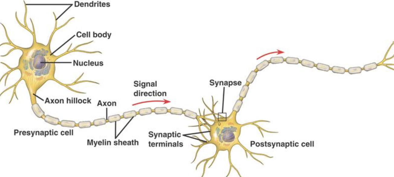 <p>Which ions are involved in the electrical nerve impulse</p>