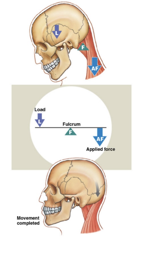 <p>The Joint is located between force and load. “Seesaw”: Load, Fulcrum, Force</p>