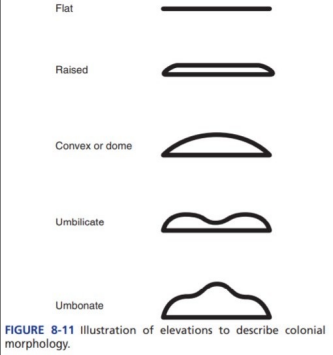<p>raised</p><p class="has-focus">convex</p><p class="has-focus">flat</p><p class="has-focus">umbilicate</p><p class="has-focus">umbonate</p>