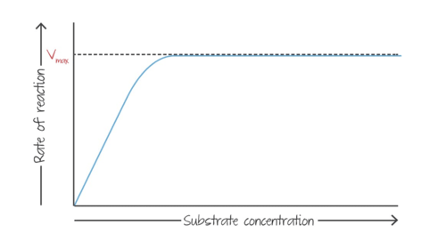 <p>as substrate concentration increases, rate of reaction will increase until Vmax</p>