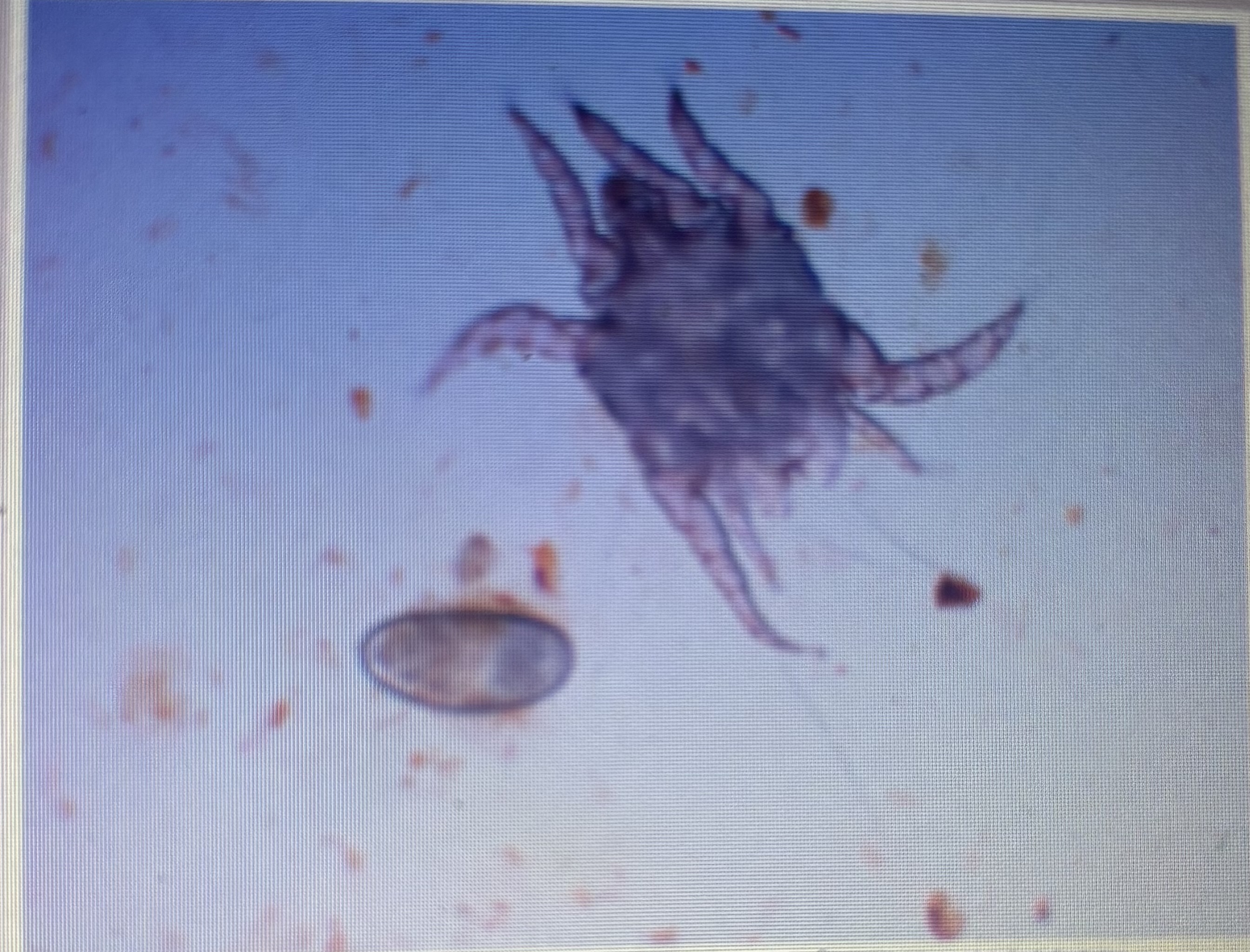 <p>Ear mite</p><p>Common cause of otitis in dogs cats and ferrets</p><p>Highly contagious </p>