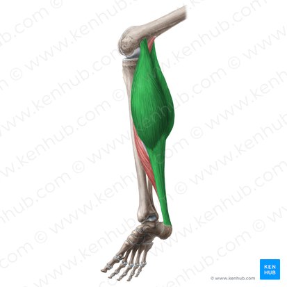 <p>Where does the gastrocnemius originate</p>