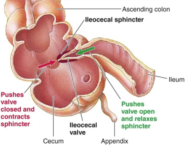 <ul><li><p>ileocecal valve &amp; ileocecal sphincter prevent contamination of small intestine by colonic bacteria</p></li></ul><ul><li><p>gastrin secreted in response to food entering the stomach causes ileocecal valve to relax</p></li></ul><p></p>