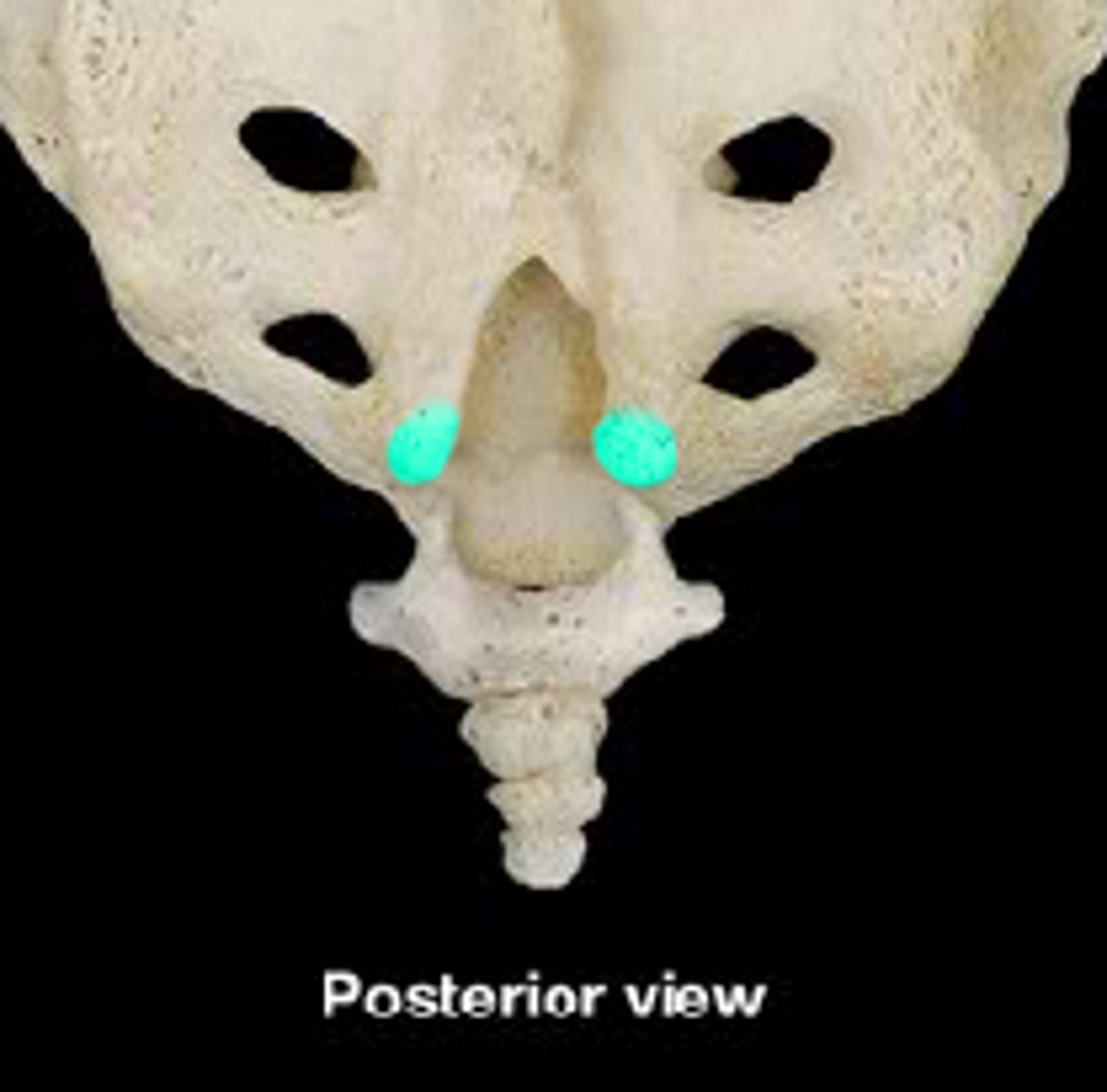 <p>Sacral Cornua</p>