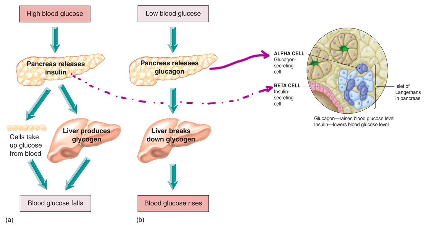 <p>glycemic regulation for low BG and high BG</p>