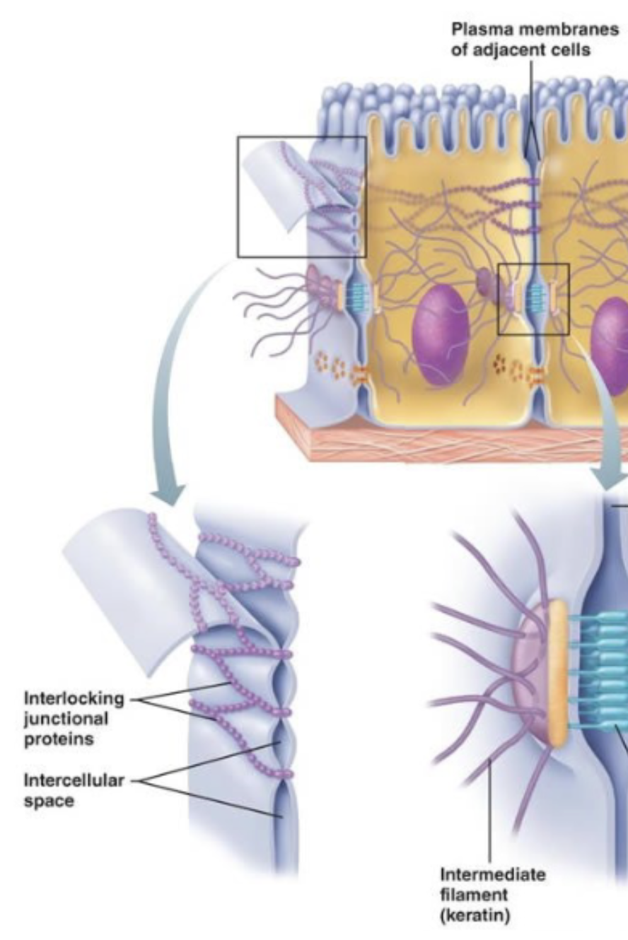 <ul><li><p><mark data-color="#ffffff" style="background-color: rgb(255, 255, 255); color: inherit;">Imp</mark>ermeable barrier</p></li></ul><ul><li><p>In between 2 sets of cells (like epithelial cells)</p></li><li><p><strong>Prevents paracellular movement</strong> (between 2 cells; few molecules selective), so molecules can only do <strong>transcellular movement</strong> (through a cell) if permitted</p></li></ul><p></p>