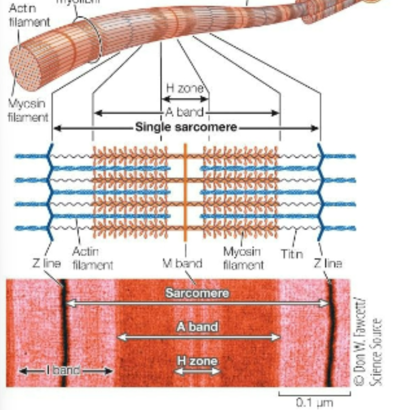 <p>pull actin; anchor on M-line; each has a “head” containing ATPase and actin binding site; bundle together → thick; darker</p>