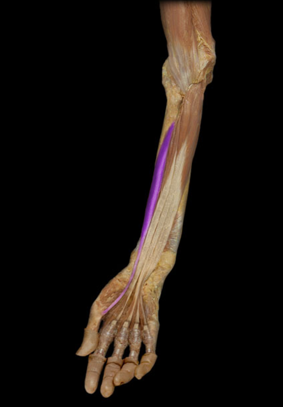 <p>Flexor pollicis longus</p>