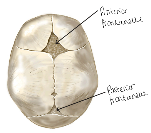 <ul><li><p>Anterior frontanelle</p></li><li><p>Posterior frontanelle</p></li></ul><p></p>
