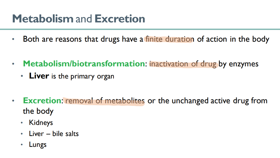 <ol><li><p>metabolism </p></li><li><p>excretion </p></li></ol>