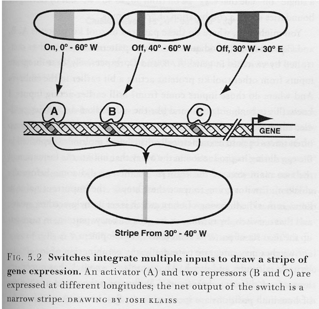 <p>Using latitude and longitude, areas where proteins are expressed are mapped along an embryo by looking at where “on” and “off” sections overlap.</p>