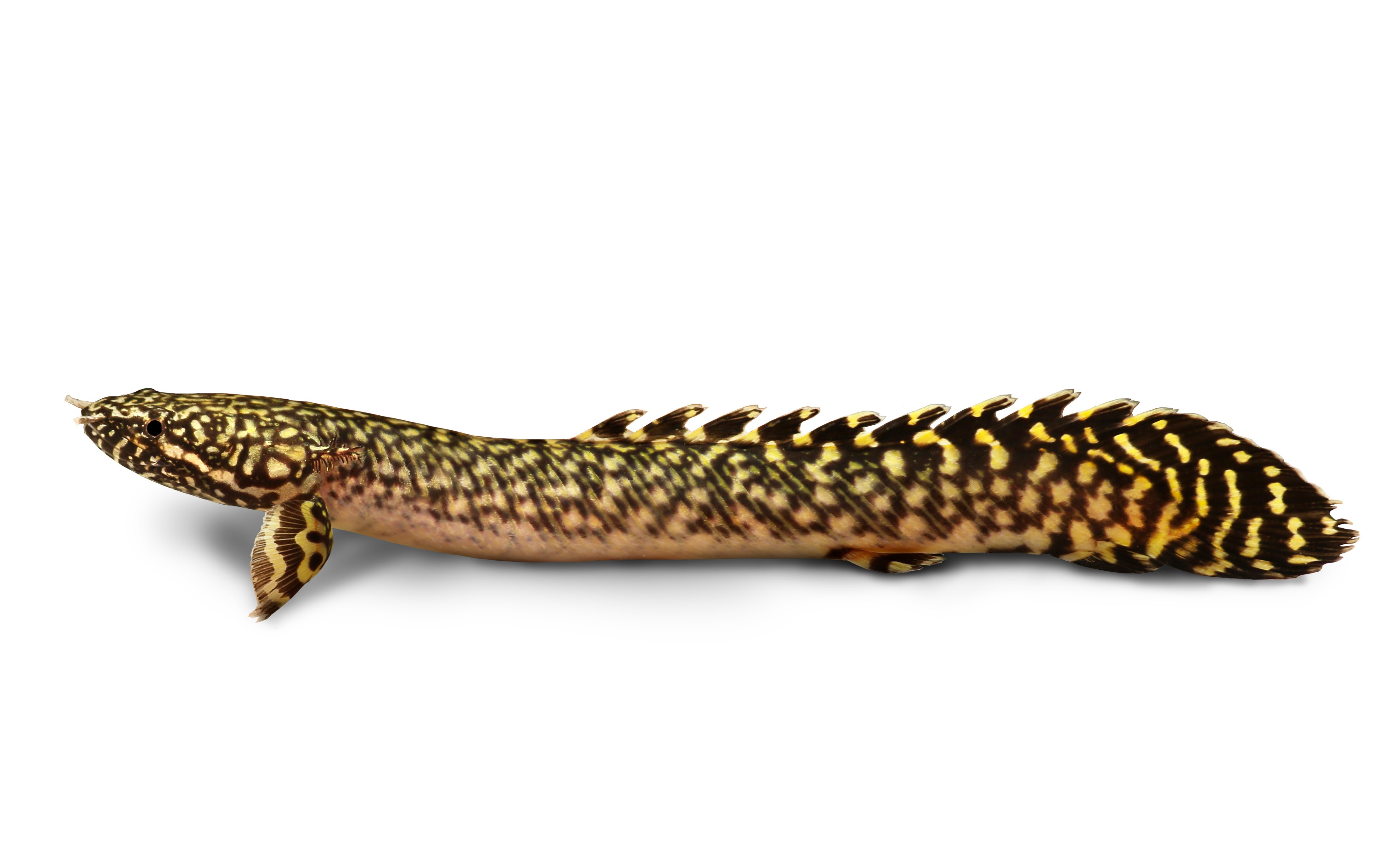 <p>bichir</p>
