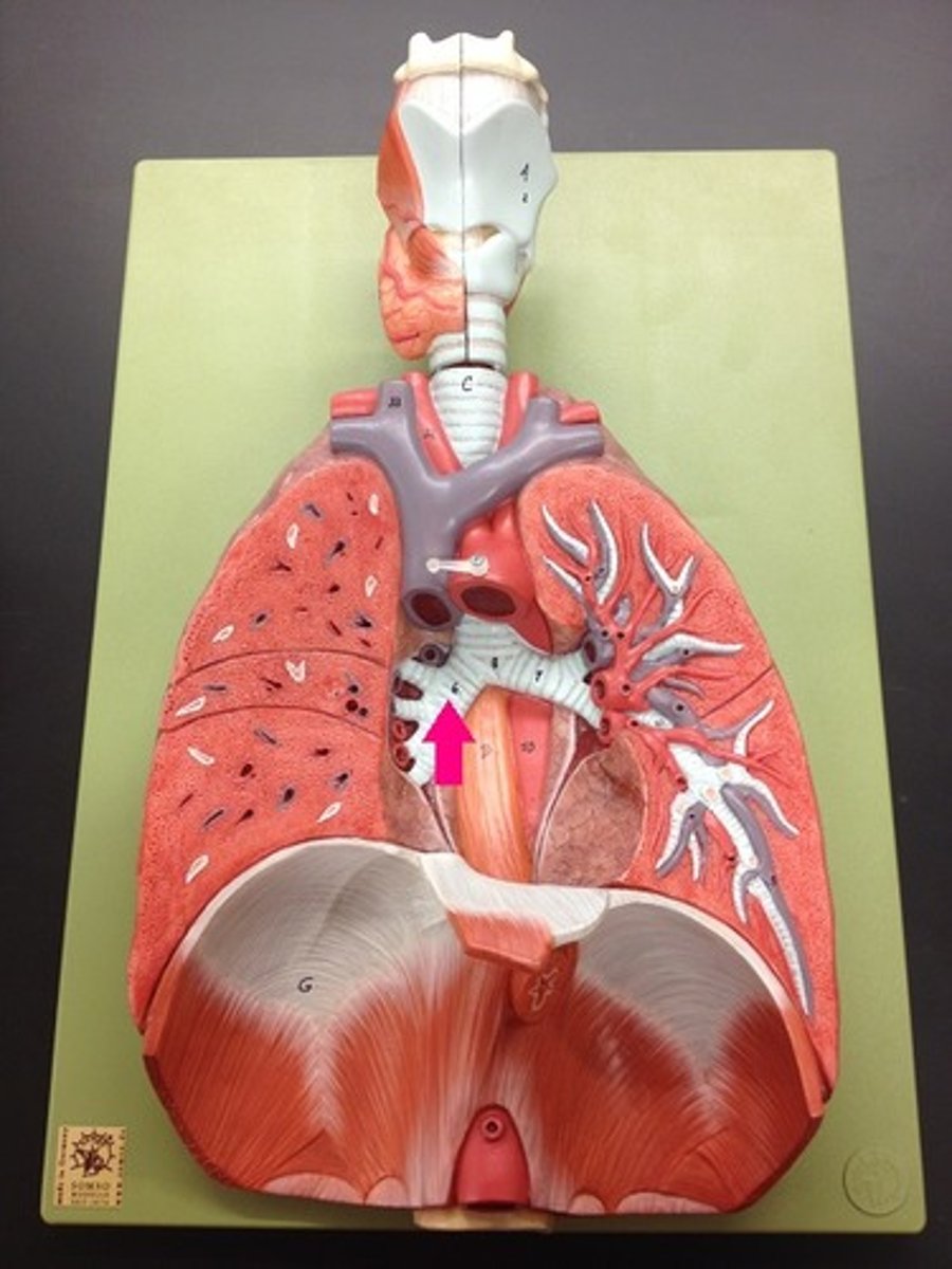 <p>Identify the structure (include left or right).</p>