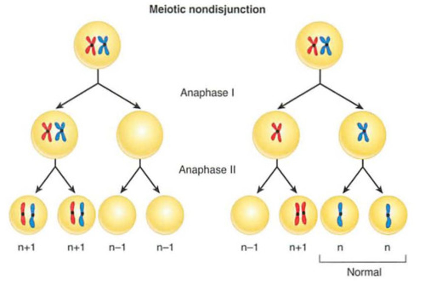 <p>Error in meiosis in which homologous chromosomes fail to separate.</p><p>Result: 1 gamete receives 2 of the same type of chromosome and the other receives no copy</p>