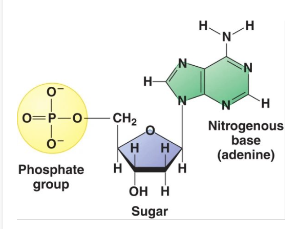 <p>phosphate group, sugar (deoxyribose in DNA), and nitrogenous base</p>
