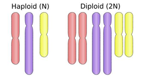  Which of the following cell types is diploid?
79