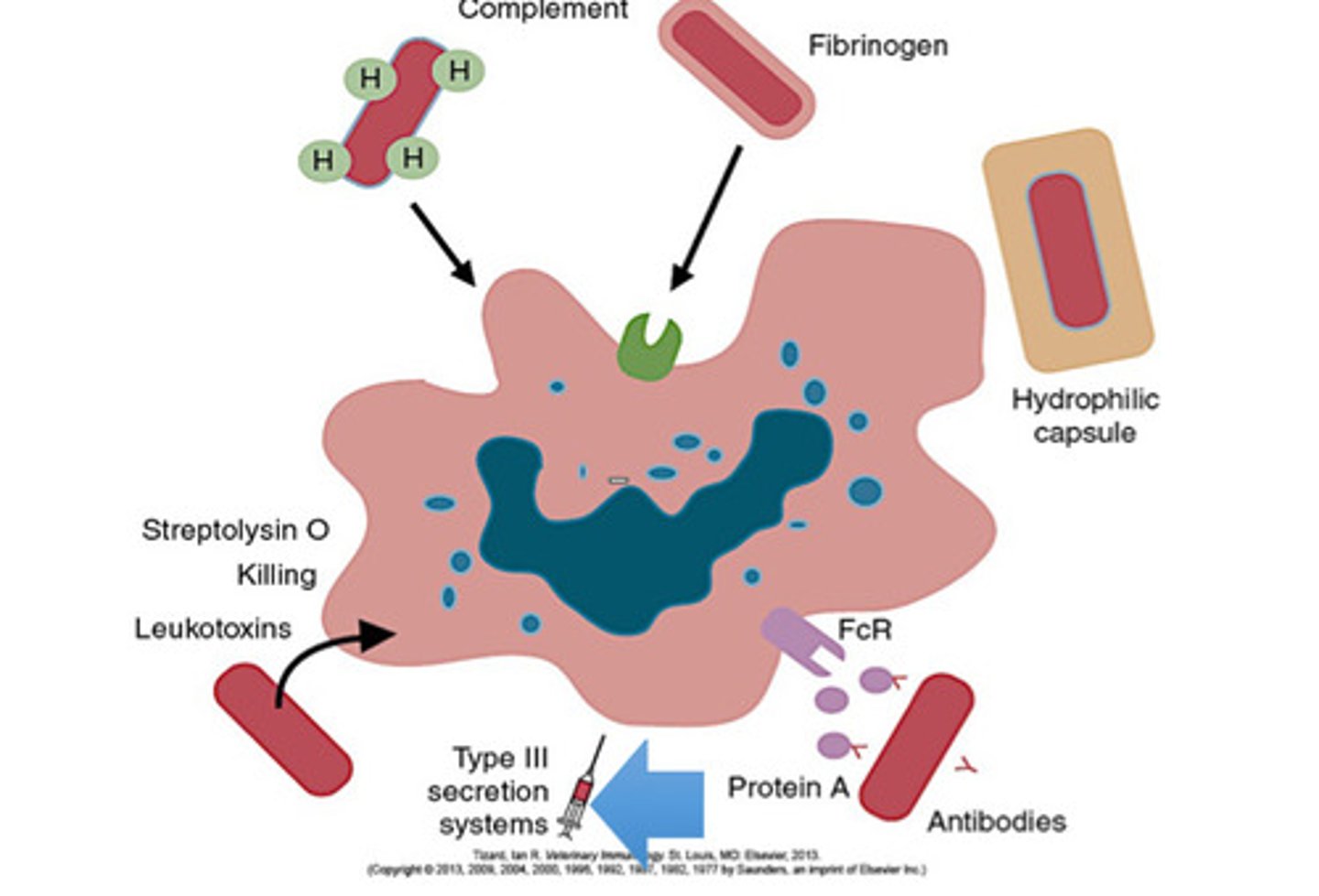 <p>-inject toxins into their targets</p><p>-gram-negative bacteria like salmonella and pseudomonas species develop this type of system to convey effector molecules into cytosol of effector molecules</p><p>-these molecules activate guanosine triphosphatases and disrupt intracellular signaling pathways</p><p>-high concentrations= transmembrane pores form and cell necroses</p>