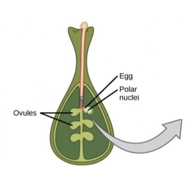 <p>pollen tube penetrates opening in ovule → micropyle</p>