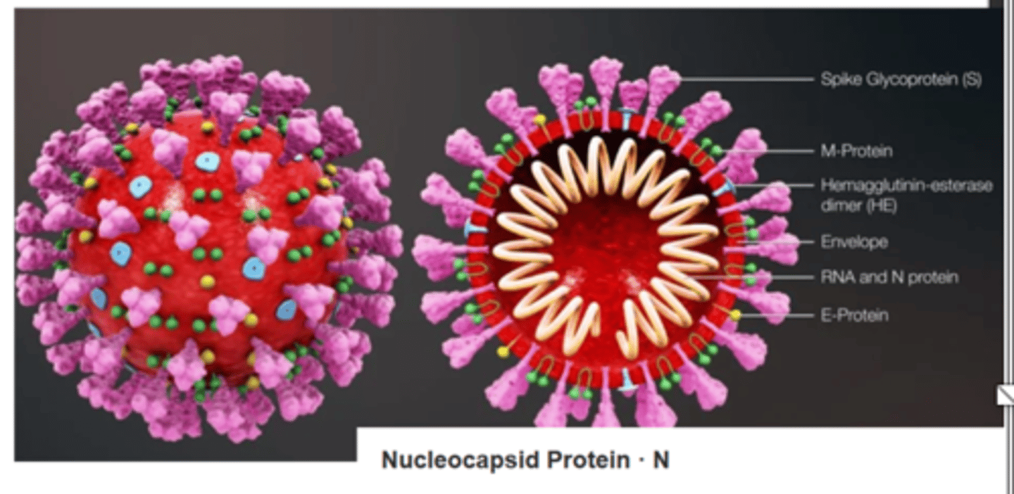 <p>- viral proteins that are responsible for host cell specificity (host range)</p><p>- they attach a virion to the host cell for infection</p>