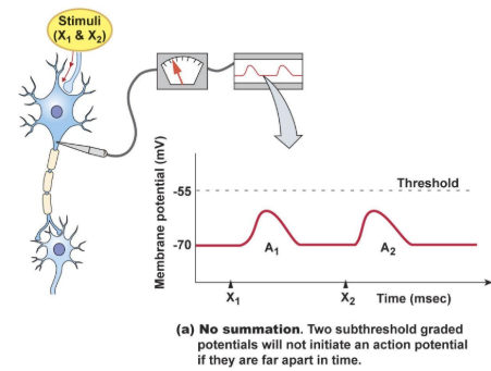 <p>= summation of postsynaptic potentials occurs when a pre-synaptic neuron fires repeatedly at a high rate (close in time). will fail if the two graded potentials are too distant from each other</p>