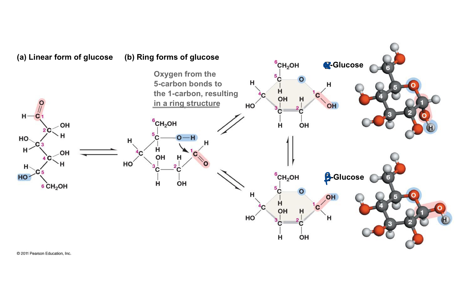 <p>In solution, straight-chain glucose forms another covalent bond to become the ring form of glucose. Because this converts C-1 from a symmetric to an asymmetric carbon atom (C-1 in the ring form has four different groups attached to it, versus 3 in the straight chain form), you can get two glucose isomers, alpha- and beta- glucose.</p>