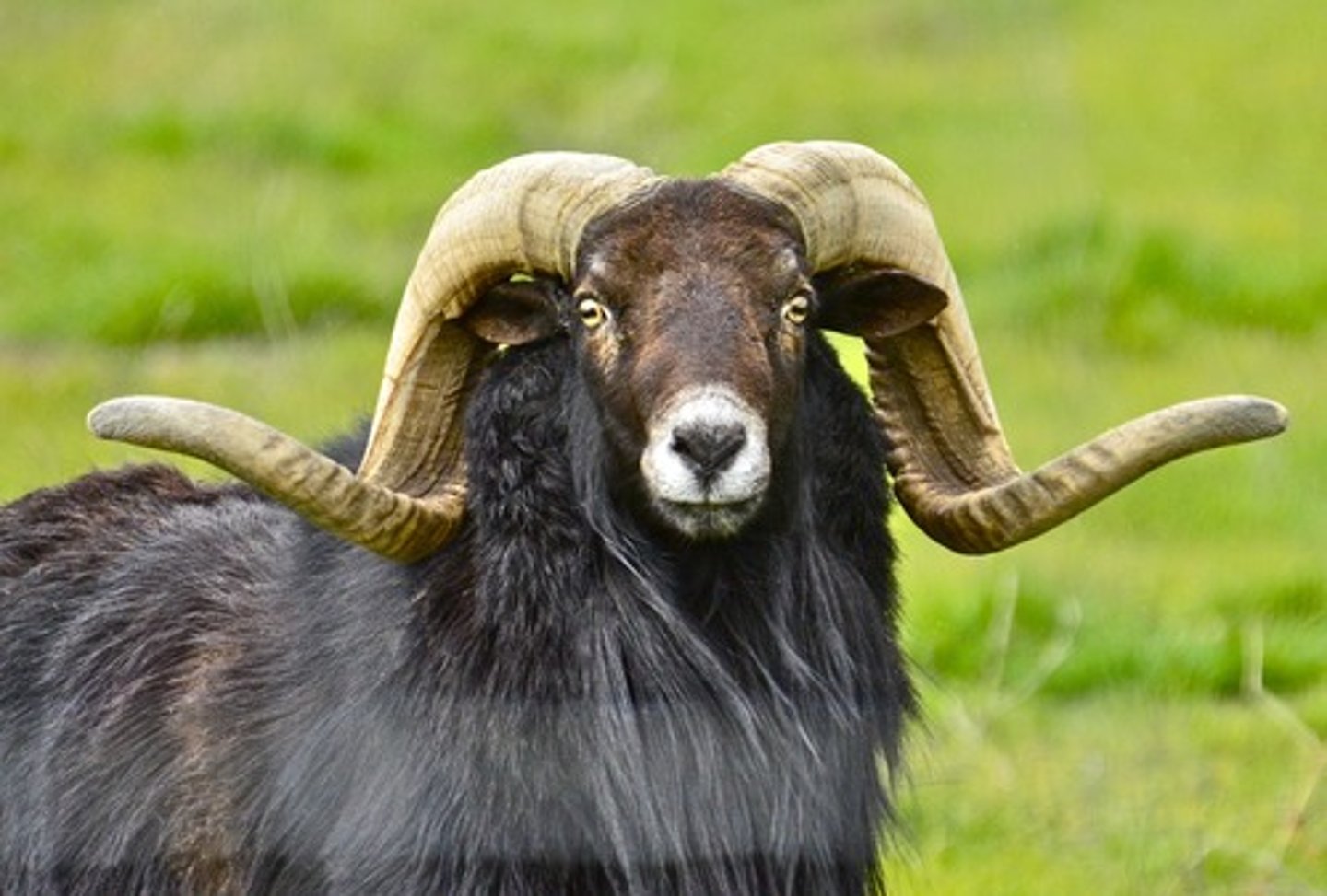 <p>intact (uncastrated) male sheep, any age</p>