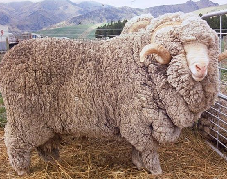 <p>What is the Name and Category of this sheep?</p>