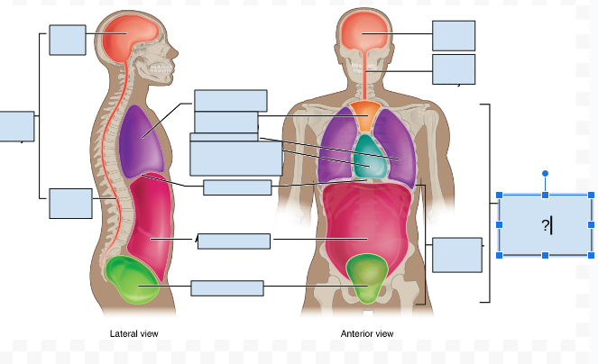 <p>What body cavity is covered by the question Mark?</p>