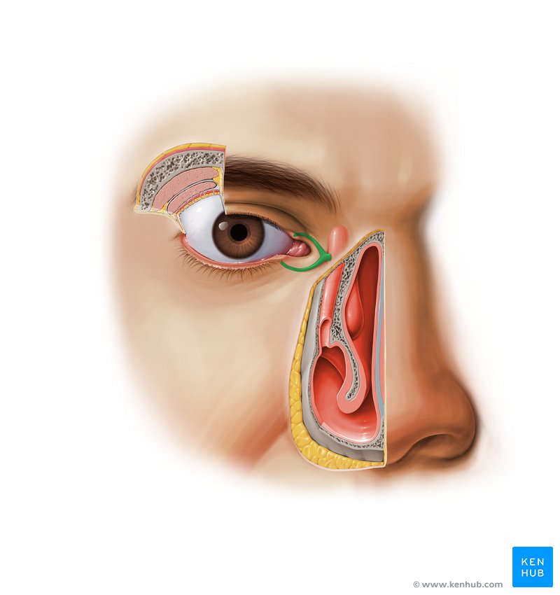 <p>Small ducts that extend from lacrimal puncta to the lacrimal sac</p>