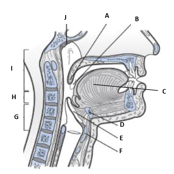 <p>(T2) Label F on the diagram</p><ul><li><p>cricoid cartilage</p></li><li><p>posterior pharyngeal wall</p></li><li><p>epiglottis</p></li><li><p>hyoid bone</p></li><li><p>thyroid cartilage</p></li></ul>