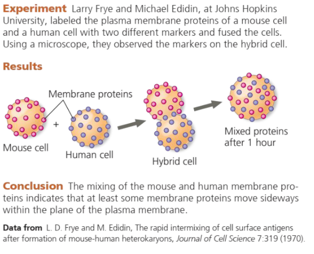 <p>Movement of membrane proteins are slower compared to lipids and are restricted to a limited area of the membrane.</p>