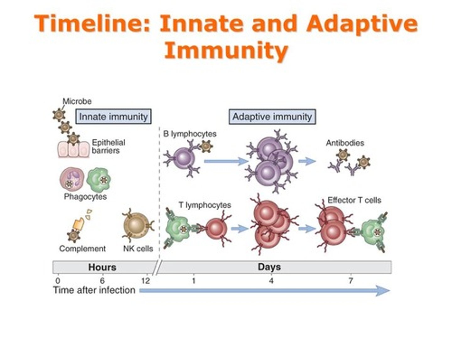<p>-B cell releases antibodies</p><p>-T cell forms a CD4+ T cell and a CD8+ T cell</p><p>-quick to respond but unable to form memory</p><p>-this system consists of granulocytes, monocytes, and natural killer cells</p><p>-slower to respond b/c it must first be activated by antigen presentation by cells of the innate immunity system</p><p>-once activated, it will specifically target pathogens and host cells displaying the presented antigen</p><p>-includes both T and B cells</p><p>-normally self tolerant</p>