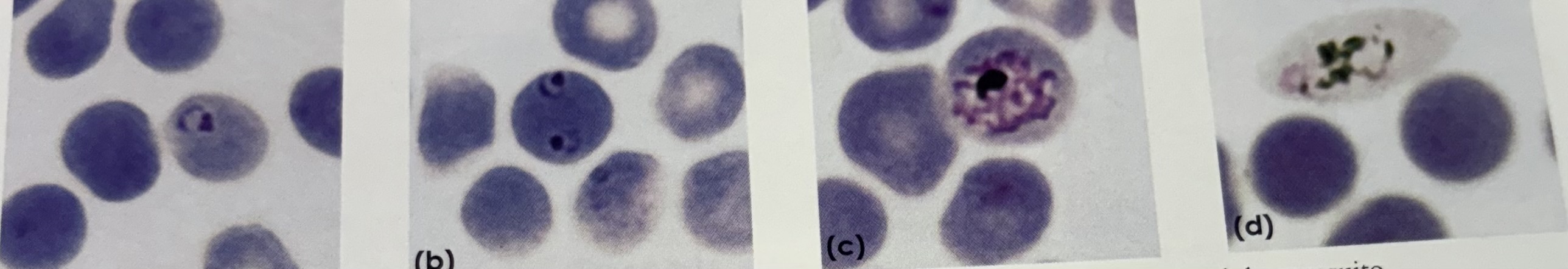 <p>What phylum are these *</p>