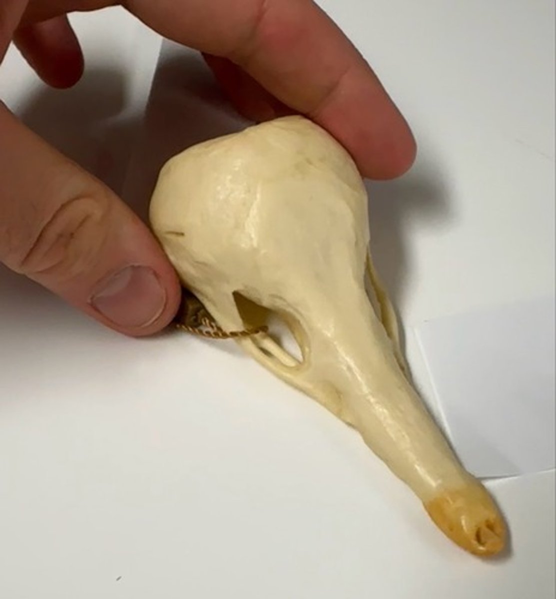 <p>What specimen is this?</p>