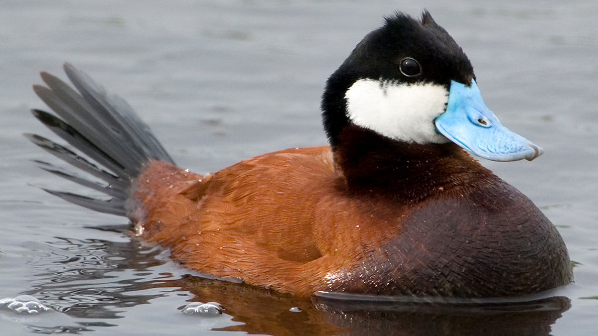 <p>Common:</p><p>Order:</p><p>Family:</p>