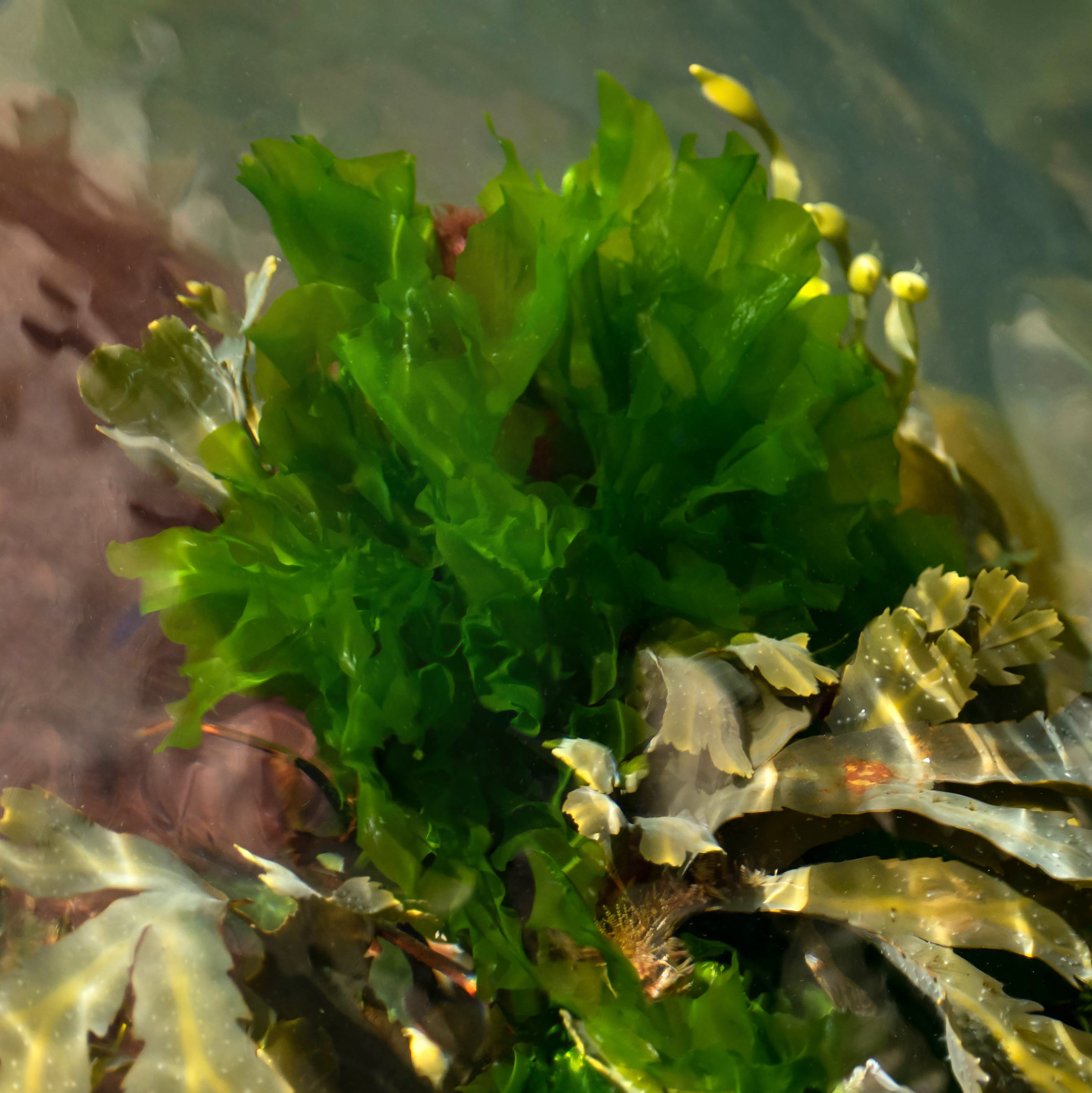 <p>What is the name of this member of Chlorophyta?</p>