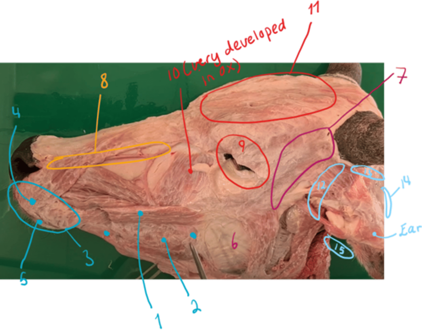 <p>identify the muscles. - mostly overview.</p>