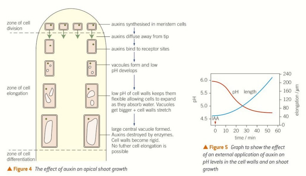 <ol><li><p><strong>Auxins are synthesised by the meristem cells in shoot tips.</strong></p></li><li><p><strong>Auxins diffuse down the shoot away from the tip.</strong></p></li><li><p><strong>Auxins bind to receptor sites on cell-surface membranes.</strong></p></li><li><p><strong>A low pH develops in cell walls.</strong></p></li><li><p><strong>The cells absorb water by osmosis, forming vacuoles and increasing the internal pressure, causing the cell walls to expand.</strong></p></li><li><p><strong>Cells elongate and the plant grows.</strong></p></li></ol><p></p>
